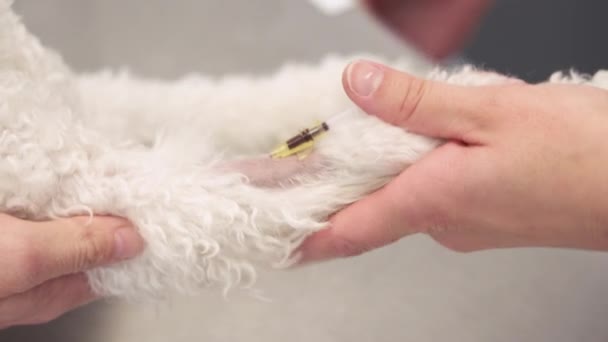 Veterinaria colocando vía intravenosa a través de un catéter periférico. Perro en clínica veterinaria. Cuidado de la salud de mascotas en clínica veterinaria . — Vídeo de stock