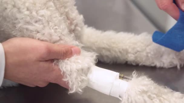 Endroits vétérinaires bandage stérile dans la patte de chien. Soins de santé pour animaux et concept médical . — Video