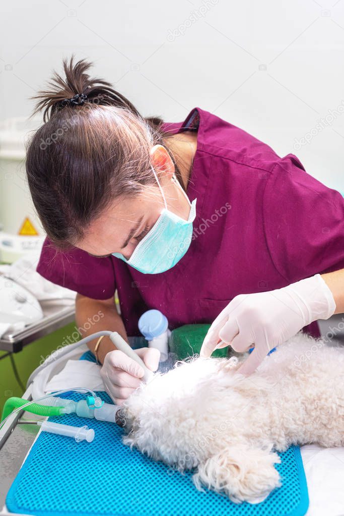 Mujer dentista veterinario haciendo procedimiento de limpieza dental