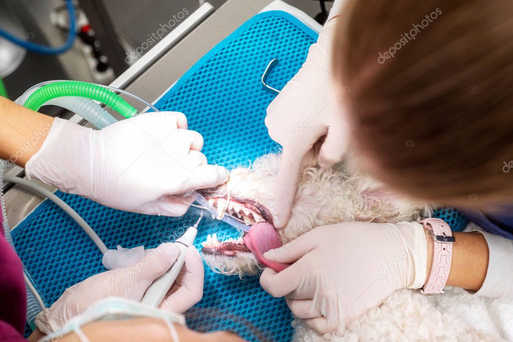 Mujer dentista veterinario haciendo procedimiento de limpieza dental