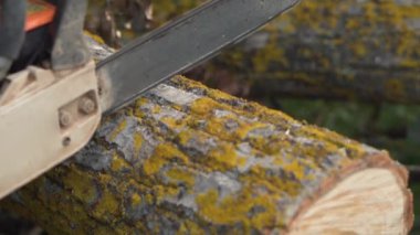 Oduncu logger işçi koruyucu dişli kesme yakacak odun ahşap ağaç chainsaw ile orman.