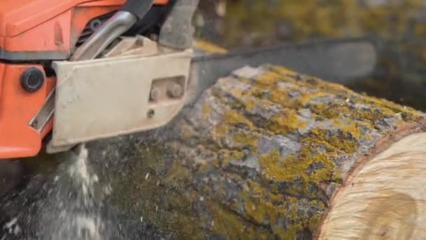 Dřevorubec logger pracovník v ochranných pomůcek řezání palivového dřeva dřeva stromu v lese s motorovou pilou. — Stock video