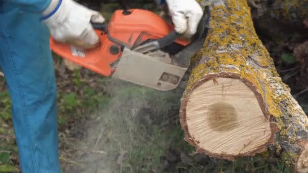 Працівник лісозаготівельної машини в захисному спорядженні для різання дров деревини в лісі з бензопилою . — стокове відео