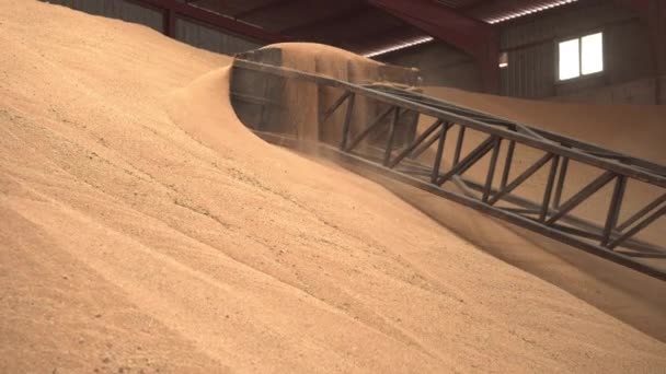 Riesige Lagerhalle für landwirtschaftliche Nutzpflanzen. Teleskoplader beim Verladen von Getreide im Mühlenlager. Agrarlogistik-Konzept. — Stockvideo