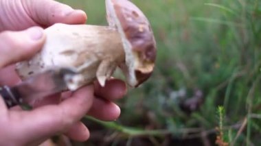 Boletus Edulis 'i temizleyen adam. Boletus edulis mantarlarını bıçakla temizleyen adam..