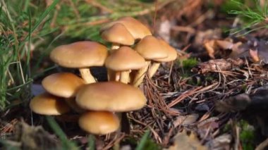 Bir grup güzel mantar mantarı, bal tarım ürünleri vahşi yaz ormanlarında mutasyona uğruyor..