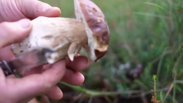 Hombre limpiando Boletus edulis. Hombre limpieza forrajeado Boletus edulis setas con cuchillo . — Vídeo de stock