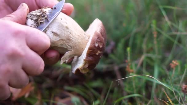 Un uomo che pulisce Boletus edulis. Pulizia uomo foraggiato Boletus edulis funghi con coltello . — Video Stock