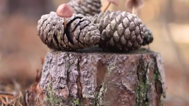 Champiñón cono de pino, Mycena seynesii, que crece en el bosque . — Vídeos de Stock