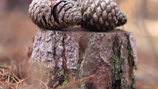 Champiñón cono de pino, Mycena seynesii, que crece en el bosque . — Vídeo de stock