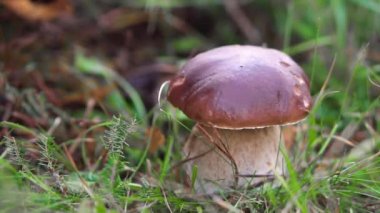 El mantar mantarını koparıyor. Mantar toplama sezonu. Porcini Mantarları. Ormanda mantar toplarken.