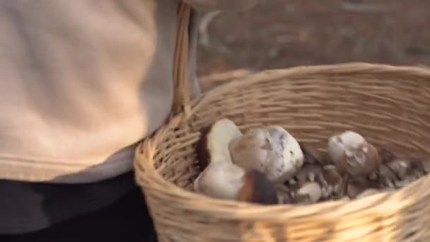 Mushroomer verzamelen paddestoel op bos tijdens zomerdag. — Stockvideo