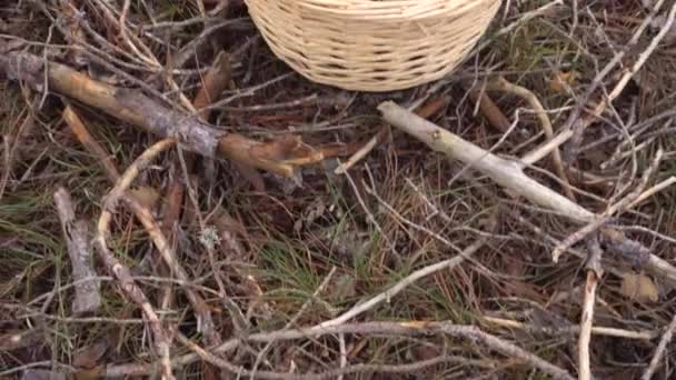 Autumn is the time of mushroom gathering. Wicker basket with mushrooms on a forest background. — Stock Video