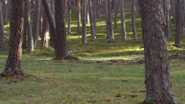 Kijkend door dennenbomen op herfstseizoen dag in het bos. Panning schot, natuurlijke omgeving. — Stockvideo