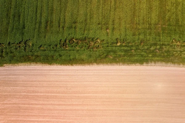 緑が広がる若い植生と黄色の緑のないフィールドの表面、抽象的な印象を持つフィールドの空中ビュー. — ストック写真