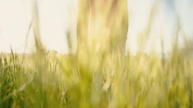 Baharda gün batımında çayırda dikilerek tıbbi maskesini çıkartan mutlu genç bir kadın. Coronavirus salgınının sonu kavramı. 