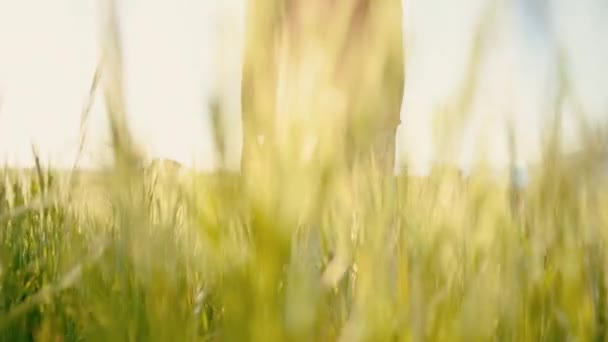 Feliz joven mujer quitándose su mascarilla médica, de pie en el prado al aire libre durante el atardecer en primavera. Concepto de fin de la pandemia del Coronavirus . — Vídeos de Stock