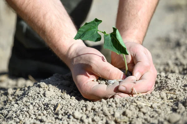 Manos de hombre, sosteniendo árbol de semillas para plantar en el suelo . — Foto de Stock