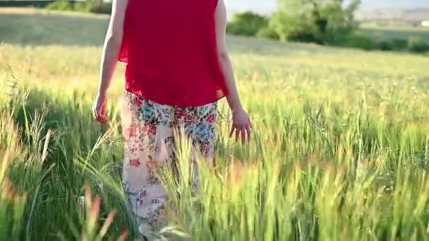 Fotografía en cámara lenta de una mano femenina tocando espigas verdes de trigo maduro. Cosecha. Agricultura natural . — Vídeos de Stock