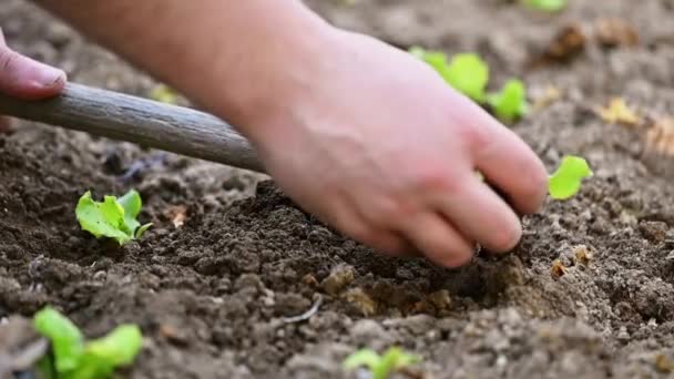 Jordbrukare planterar unga plantor av salladssallad. — Stockvideo