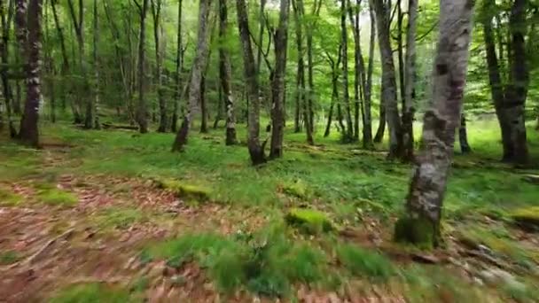 Низкоугольный снимок перспектив животных, проходящих через лес или парк с травой и лососевыми деревьями . — стоковое видео