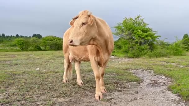 İnekler tarlada taze yeşil çimen otlatıyorlar. Çiftlik. Hayvanlar çayırda otlar. Otlaktaki inekler. Süt ve et endüstrisi. — Stok video