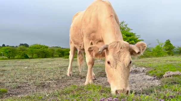 奶牛在田里吃新鲜的青草.农场。动物在草地上吃草.奶牛在牧场上。牛奶和肉类业. — 图库视频影像