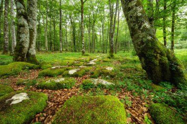 Yosunlu taşlar ve yosunlu ağaç gövdeleri olan sakin orman manzarası. Peri masalı sahnesi.