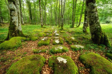 Yosunlu taşlar ve yosunlu ağaç gövdeleri olan sakin orman manzarası. Peri masalı sahnesi.