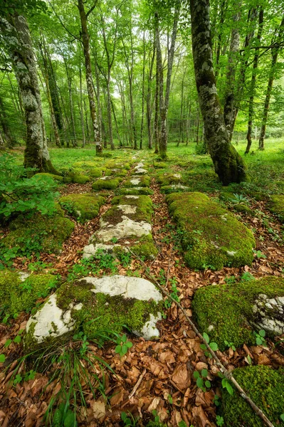 Paisagem florestal idílica com pedras musgosas e troncos de árvores musgosas. Cenário do conto de fadas . — Fotografia de Stock