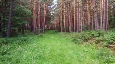 Yeşil Orman 'da Yürümenin Kişisel Perspektifi, Sabit Kamera Çekimi. Yürüyüşün Pov 'u Ormanda Yürüyor ya da Koşuyor.