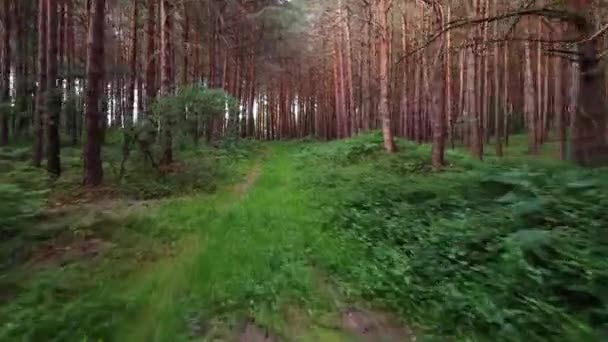 Personal Perspective of Walking on a Path in the green Forest, Steady Cam Shot. Pov di escursionista a piedi o in esecuzione sul sentiero attraverso la foresta. — Video Stock