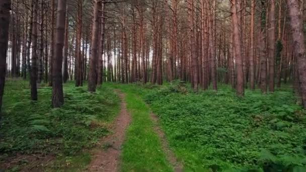 Personal Perspective of Walking on a Path in the green Forest, Steady Cam Shot. Pov de randonneur Marcher ou courir sur le sentier à travers la forêt. — Video