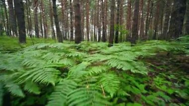 Yeşil Orman 'da Yürümenin Kişisel Perspektifi, Sabit Kamera Çekimi. Yürüyüşün Pov 'u Ormanda Yürüyor ya da Koşuyor.