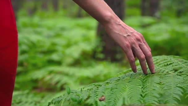 Samičí ruka, s dlouhými elegantními prsty jemně dotýká rostliny, listy kapradí. Detailní záběr neznámé osoby. — Stock video