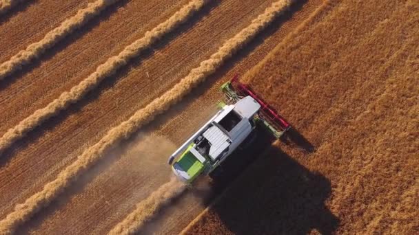 Vista aérea Combine Harvester recoge el trigo al atardecer. Cosecha del campo de grano, temporada de cosecha . — Vídeos de Stock