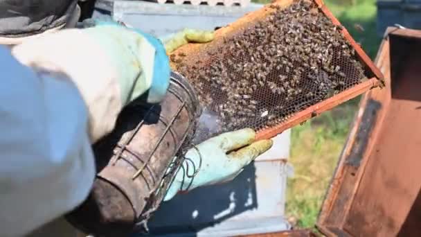 Μελισσοκόμος στο μελισσοκομείο. Ο μελισσοκόμος δουλεύει με μέλισσες και μελίσσια στο μελισσοκομείο. Close-up άποψη των μελισσοκόμων χέρια σε. — Αρχείο Βίντεο