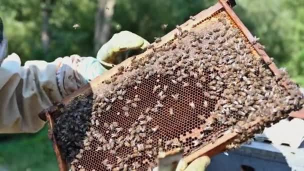 Apicoltore sull'apiario. L'apicoltore sta lavorando con api e alveari sull'apiario. Vista da vicino delle mani degli apicoltori a. — Video Stock