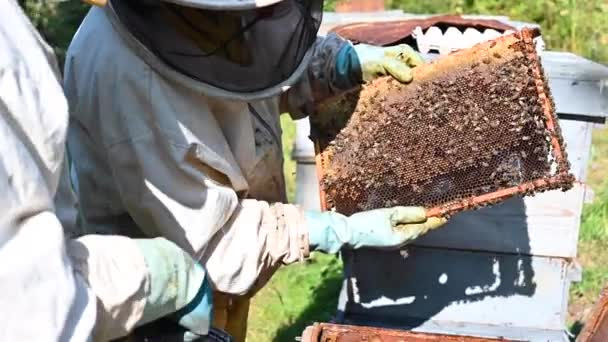 Apicultor no apiário. O apicultor está a trabalhar com abelhas e colmeias no apiário. Vista de perto das mãos dos apicultores em. — Vídeo de Stock