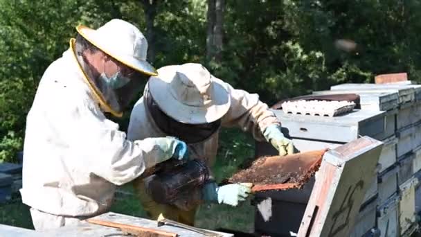 Beekeeper on apiary. Beekeeper is working with bees and beehives on the apiary. Close-up view of beekeepers hands at. — Stock Video