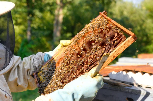 Beekeeper on apiary. Beekeeper is working with bees and beehives on the apiary. Close-up view. — Stock Photo, Image