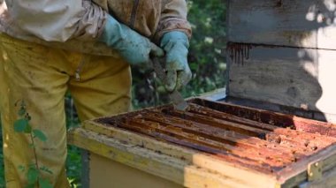 Arı yetiştiricisi arıda. Arı yetiştiricisi arılarla ve arı kovanlarıyla çalışıyor. Arıcıların ellerinin iş başında olduğu yakın çekim görüntüsü.