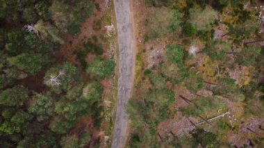 Yukarıdan çam ormanı, sonbahar mevsimi, orman yolu