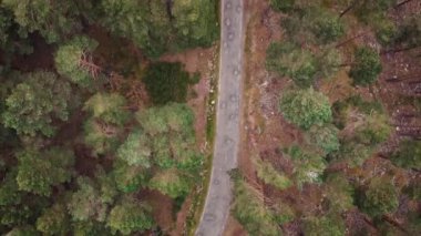 Yukarıdan çam ormanı, sonbahar mevsimi, orman yolu