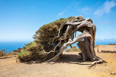 Rüzgâr tarafından bükülmüş ardıç ağacı. El Hierro, Kanarya Adaları 'nın ünlü simgesi.