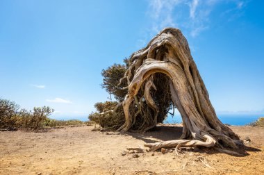  Rüzgâr tarafından bükülmüş ardıç ağacı. El Hierro, Kanarya Adaları 'nın ünlü simgesi.