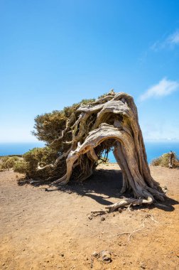  Rüzgâr tarafından bükülmüş ardıç ağacı. El Hierro, Kanarya Adaları 'nın ünlü simgesi.