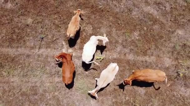 从空中俯瞰田野里的奶牛.在正上方放大. — 图库视频影像