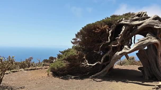 Ginepro piegato dal vento. Famoso punto di riferimento a El Hierro, Isole Canarie — Video Stock