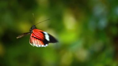 Tropikal egzotik kelebek Heliconius Erato orman yağmur ormanlarında yeşil yapraklar üzerinde uçuyor, makro yakın çekim. Bahar cenneti, yemyeşil yeşillikler doğal arka plan, ormandaki çözülmüş yeşillik.. 